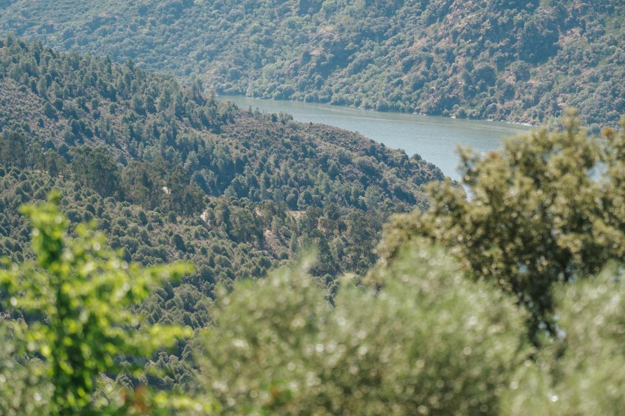 Casa Das Arribas - Rio Douro Aos Seus Pes Pensionat Bemposta  Eksteriør billede